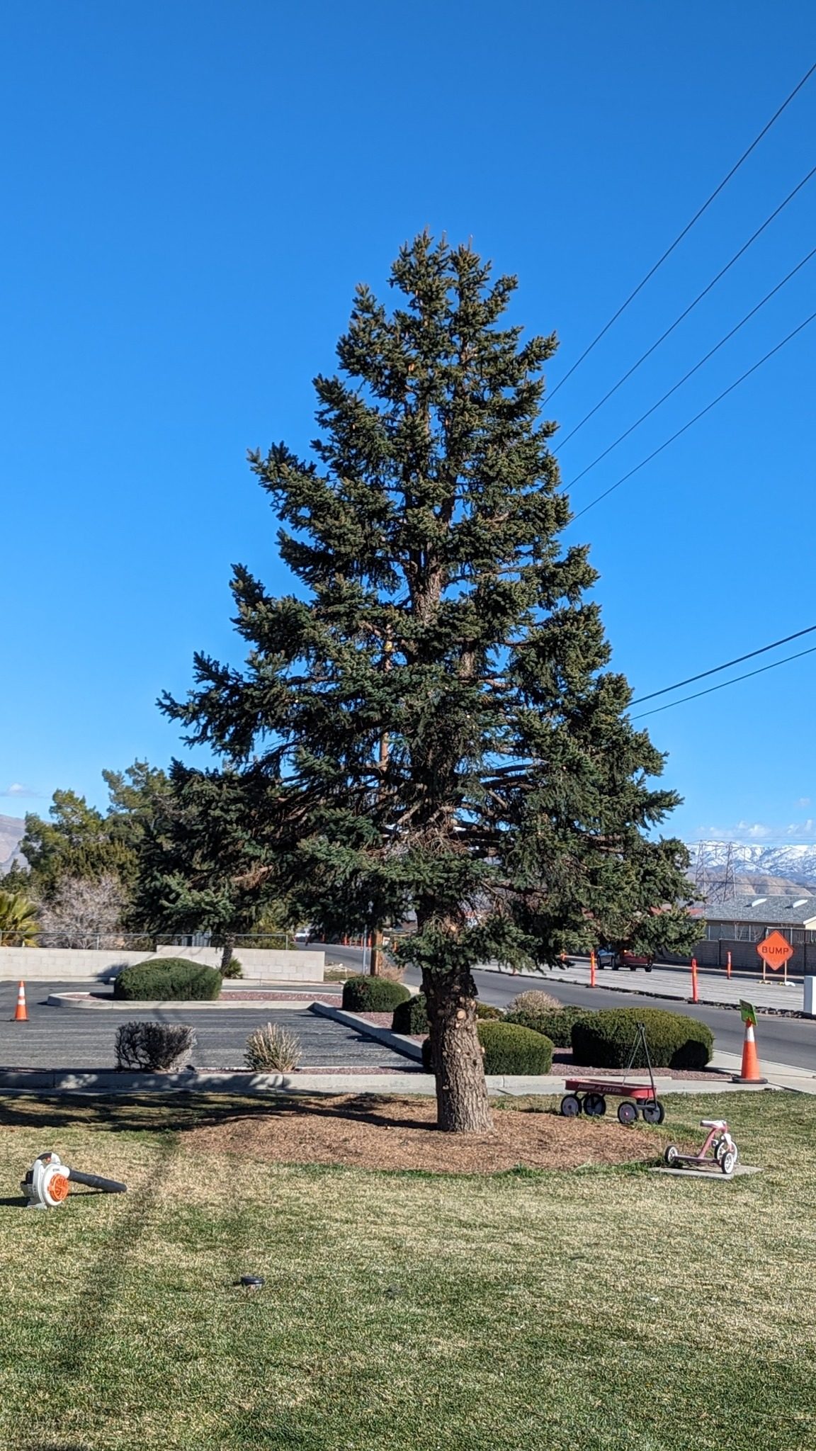 Tree Trimming - Julio's Landscaping Solutions